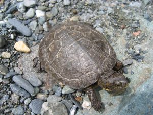 Trinity River Basin wildlife - Western Pond Turtle