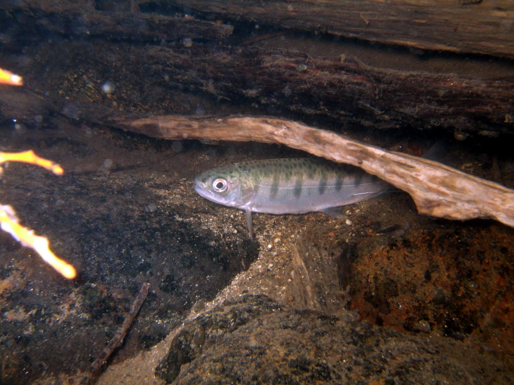 Juvenile fry coho salmon