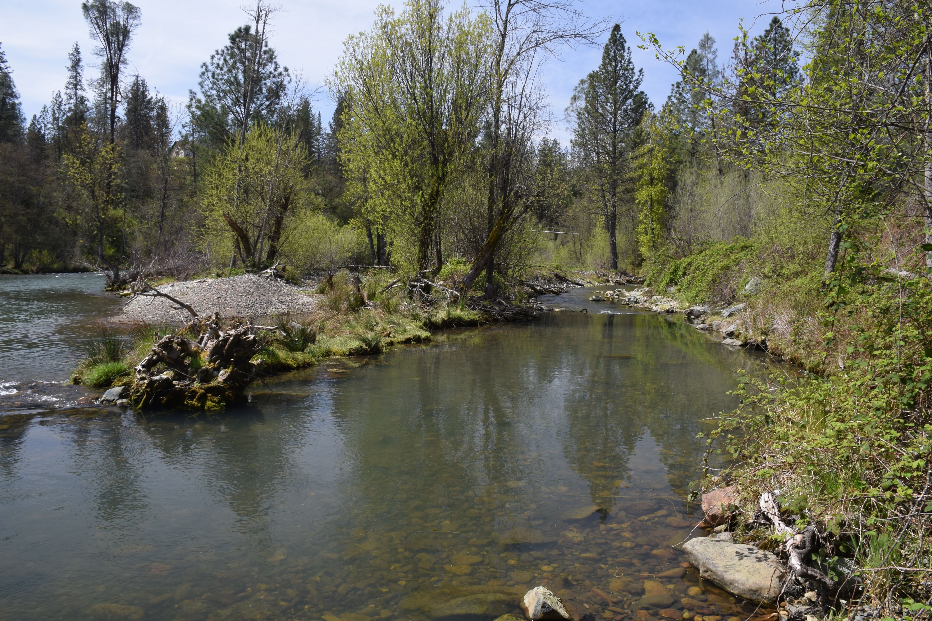 Hoadley Gulch Side Channel 8 years after construction.