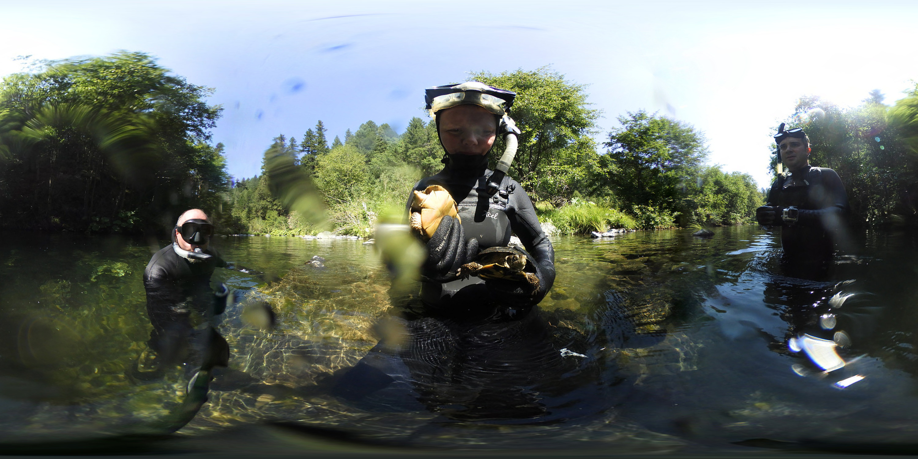 Western Pond Turtles during the 2017 South Fork Trinity River spawner surveys.