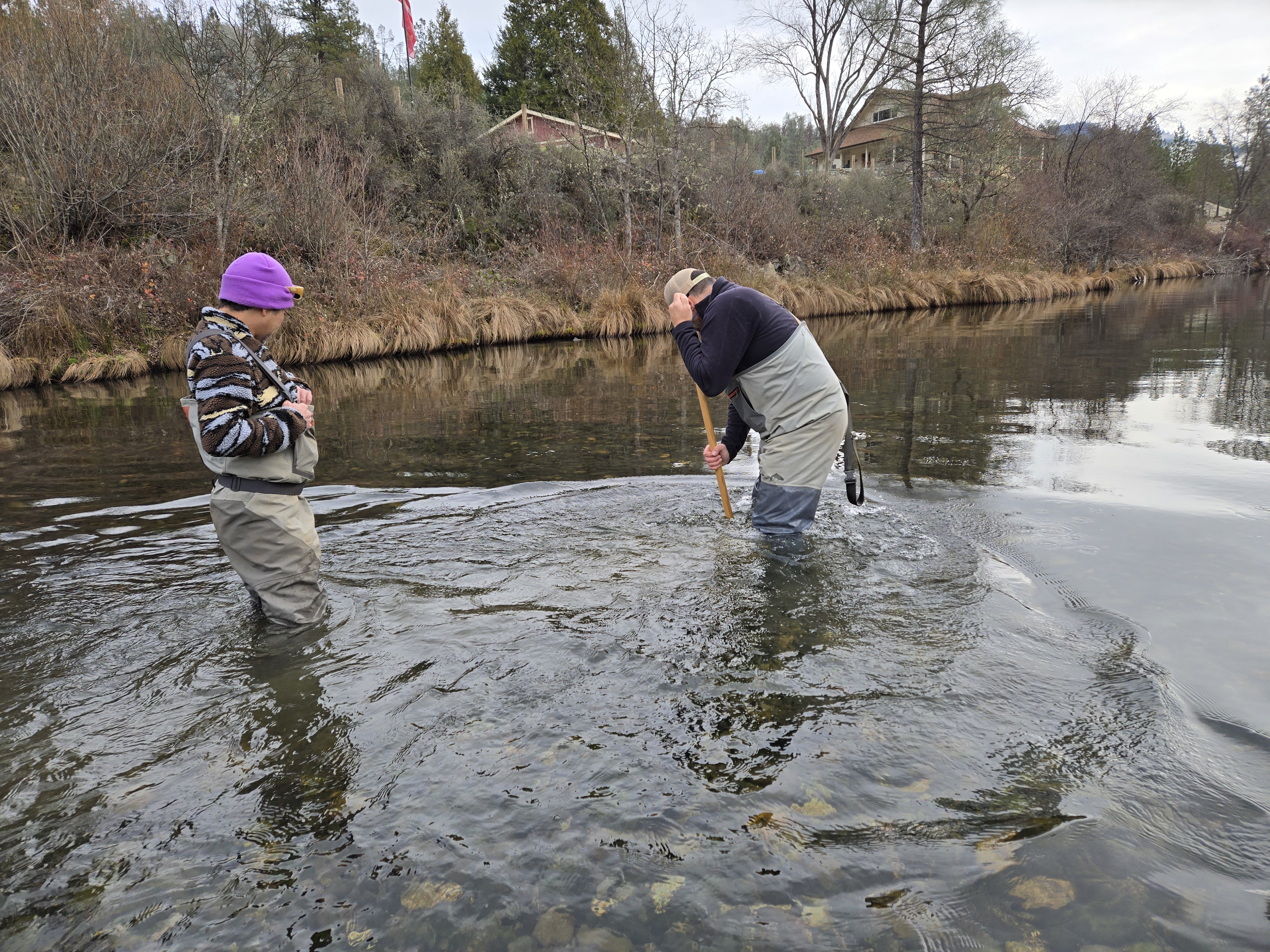 Ken Lindke (CDFW) and Keiki Yamasaki (Yurok Tribe) collecting benthic macroinvertebrates with a kick net.